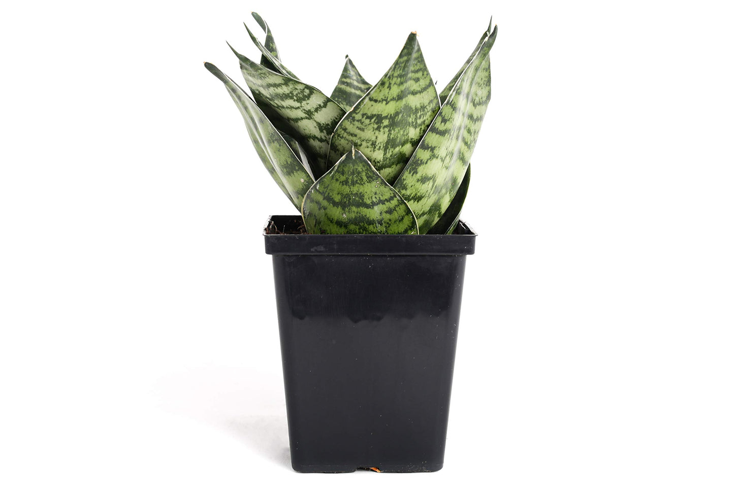 Sansevieria trifasciata - Dwarf Mother-in-law's tongue (Hahnii) - Le Botanist