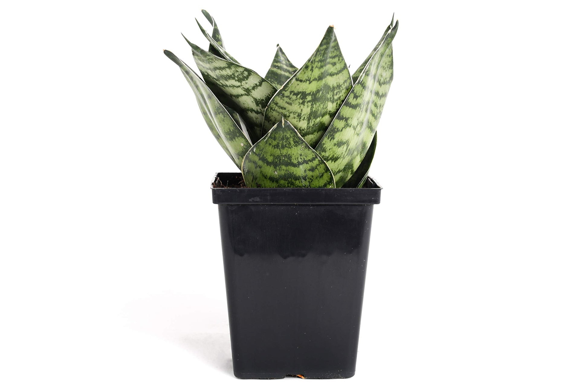 Sansevieria trifasciata - Dwarf Mother-in-law's tongue (Hahnii) - Le Botanist