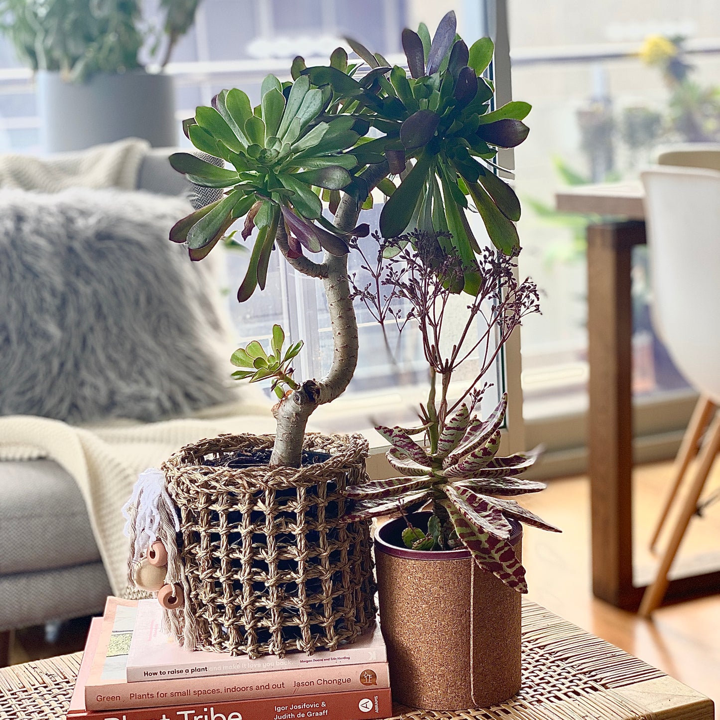 aeonium arboreum irish rose - 2