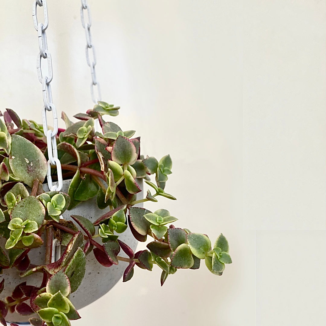 Chain Link Hanging Pot Holder - Le Botanist