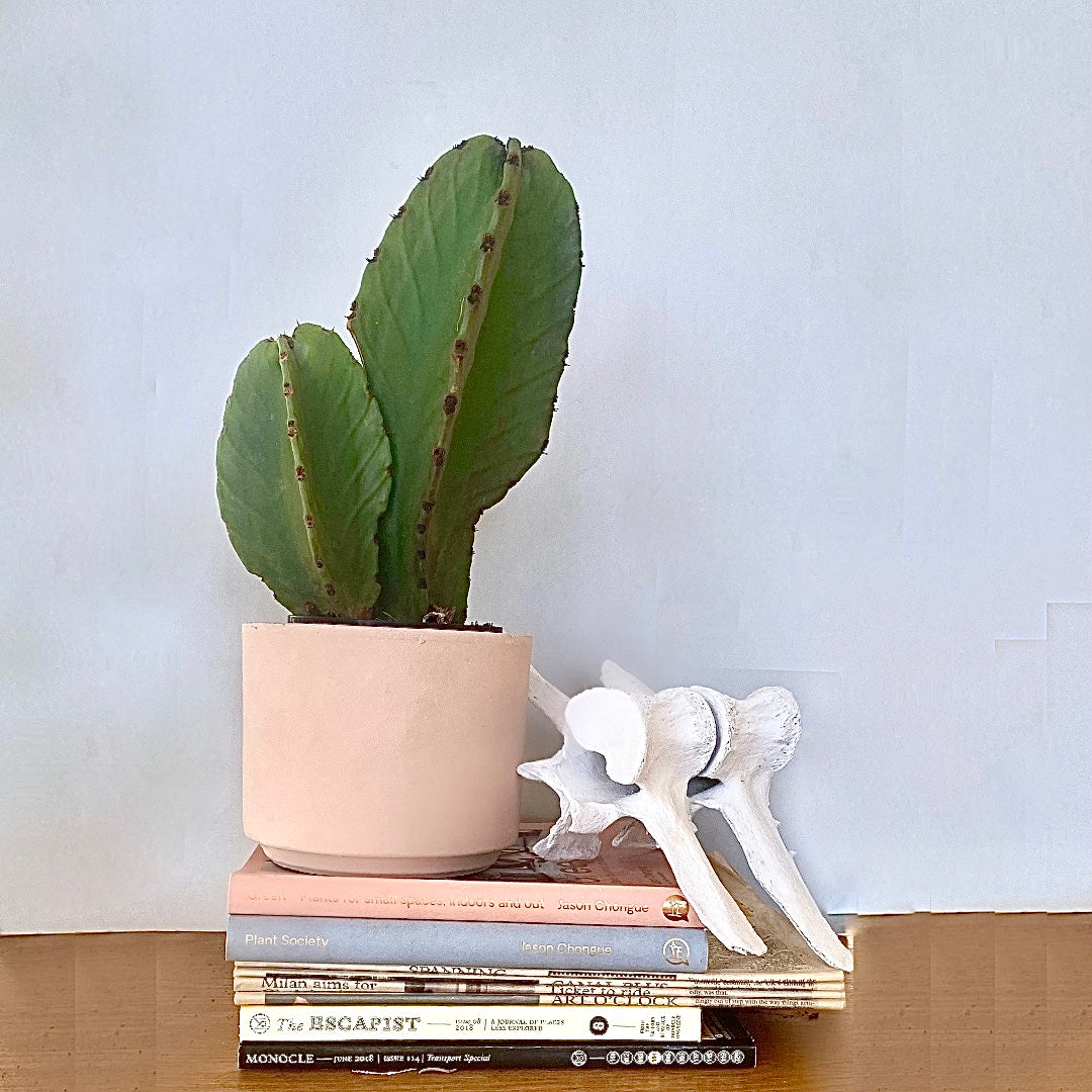 Euphorbia ingens - Candelabra Cactus - Le Botanist