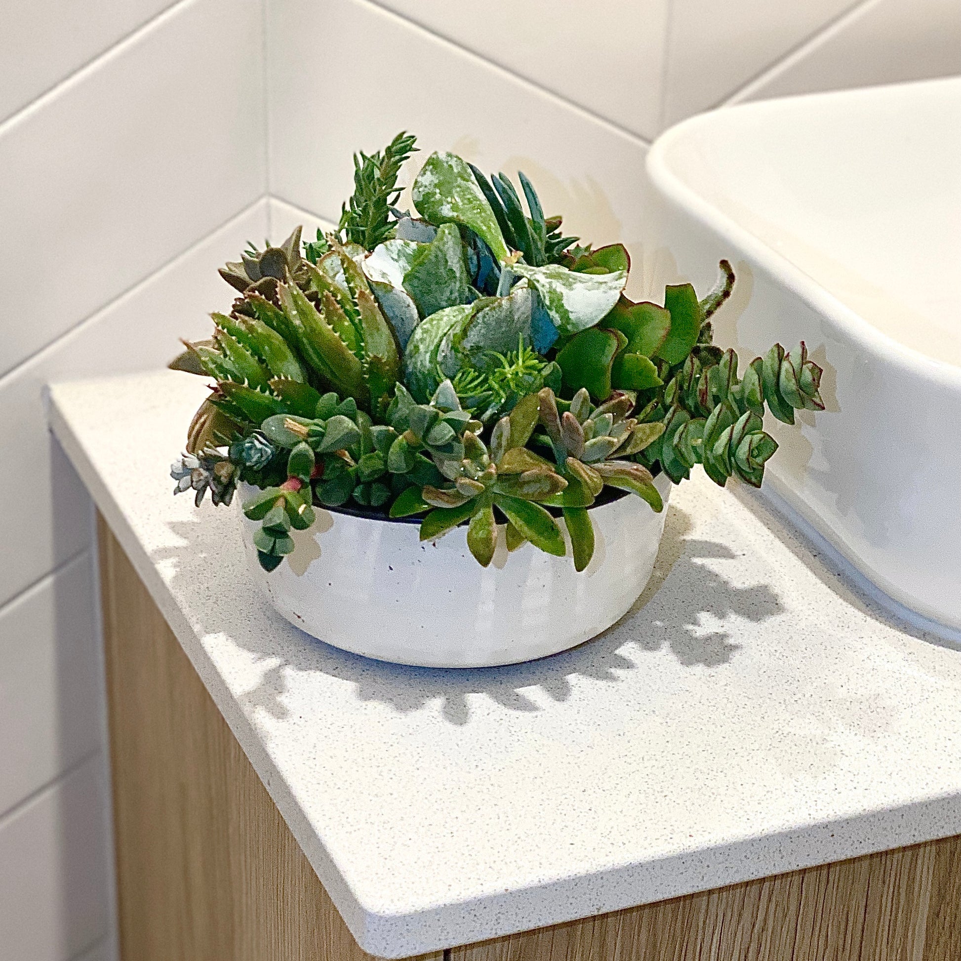 The Little Leaf - Succulent Bowl - Le Botanist