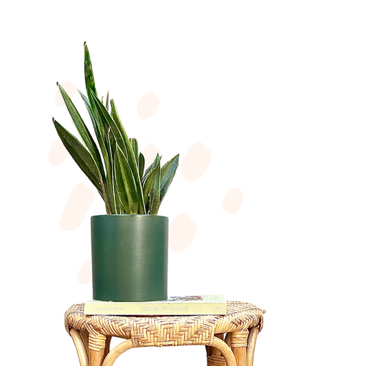 Sansevieria trifasciata 'Black Sword' - Mother-in-law's tongue