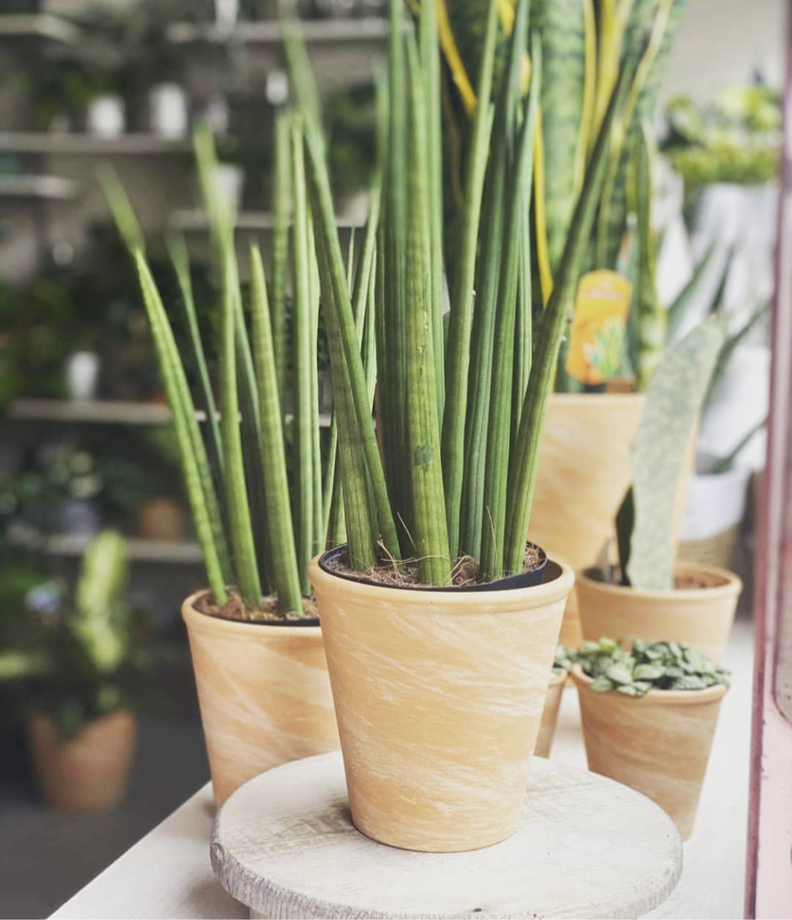 Sansevieria cylindrica - Mother-in-law's tongue (Cylindrical Snake Plant) - Le Botanist