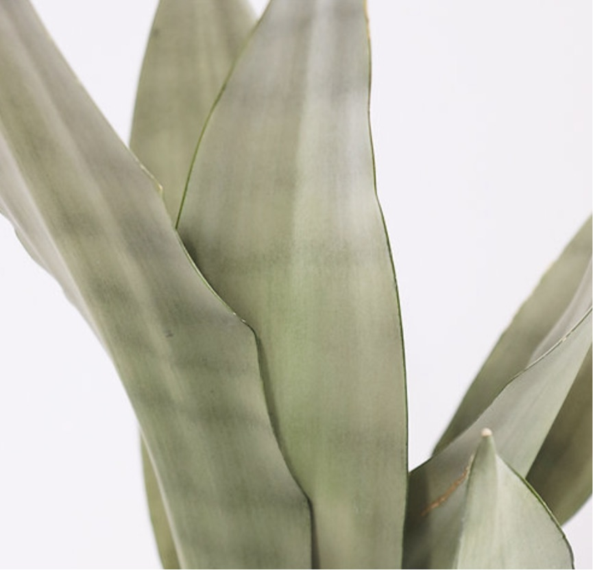 Sansevieria trifasciata - Mother-in-law's tongue (Moonshine) - Le Botanist