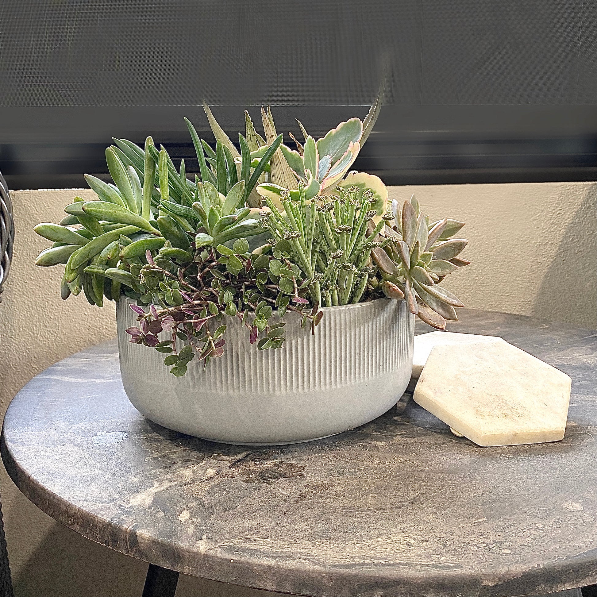 The Frond - Succulent Bowl - Le Botanist