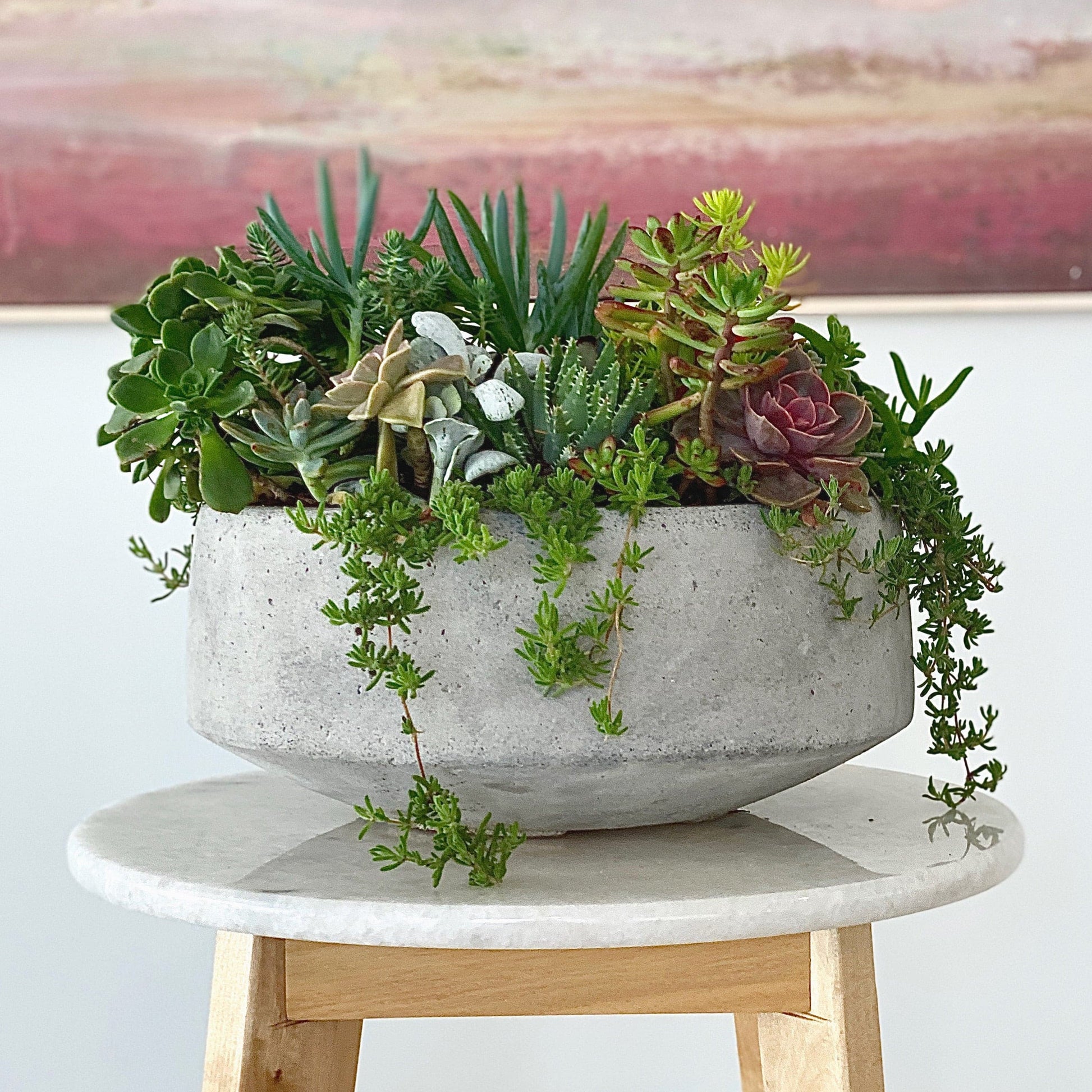 The Grove - Succulent Bowl - Le Botanist