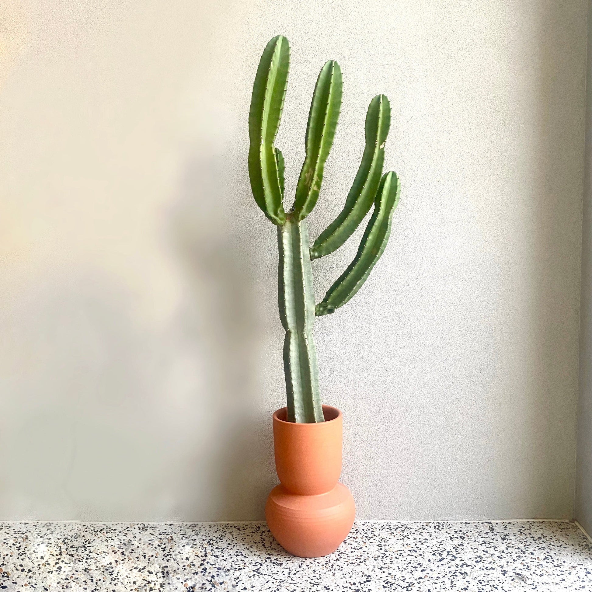Cereus repandus - Peruvian Apple Cactus - Le Botanist