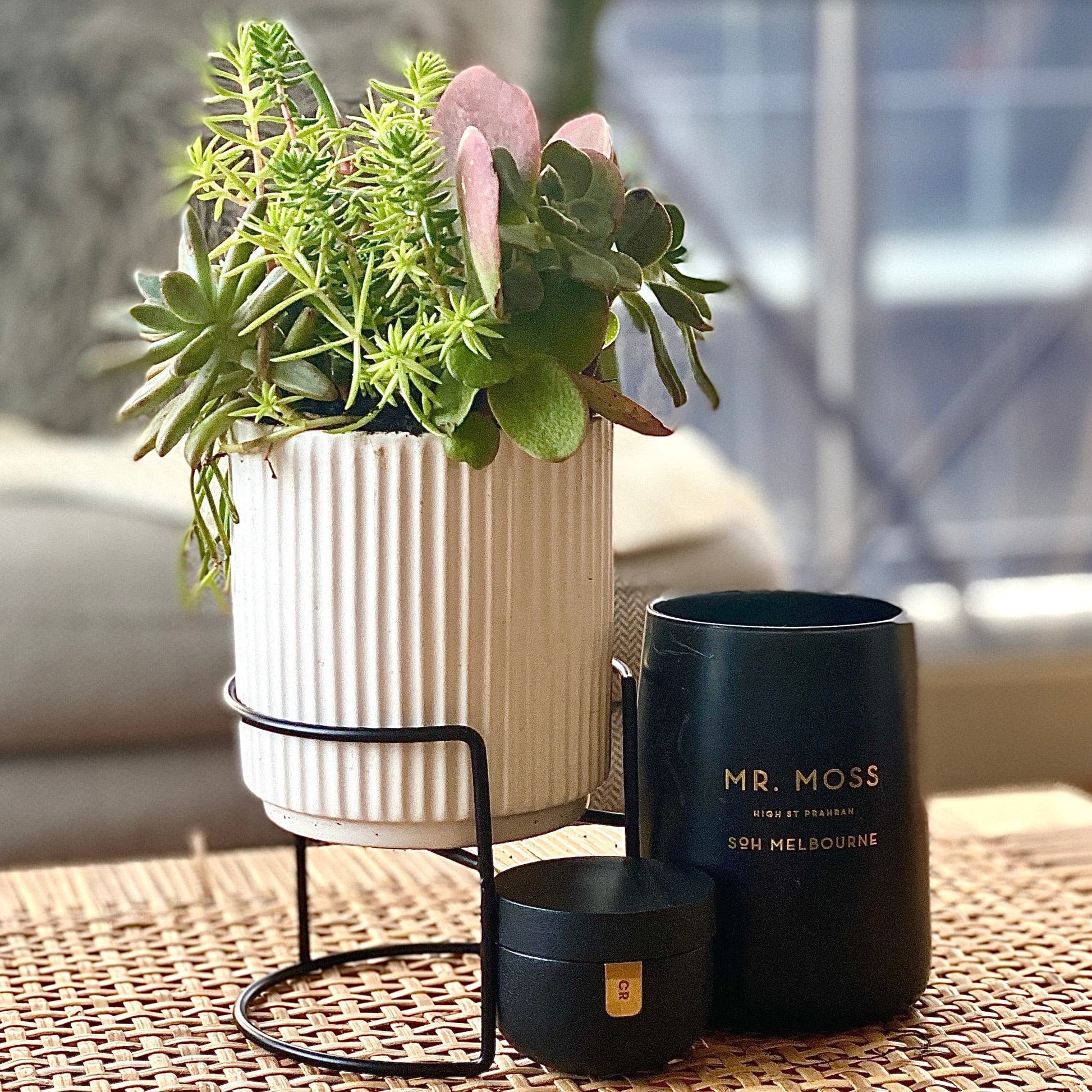 The Sprout - Succulent Arrangement - Le Botanist