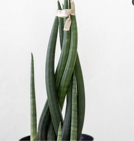 Sansevieria cylindrica - Mother-in-law's tongue (Cylindrical Snake Plant) - Le Botanist