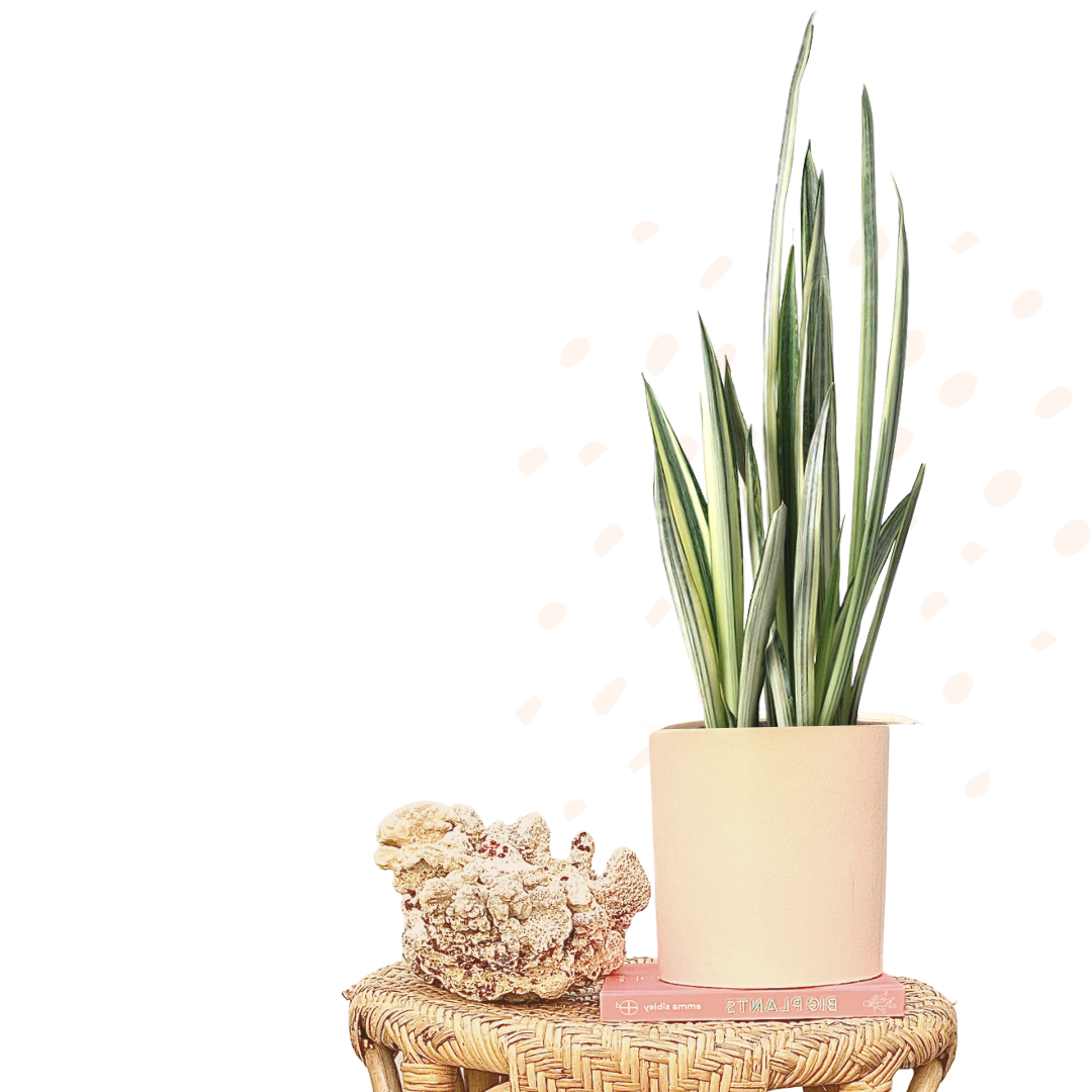 Sansevieria trifasciata 'Bantel's Sensation' - Mother-in-law's tongue | White Snake Plant