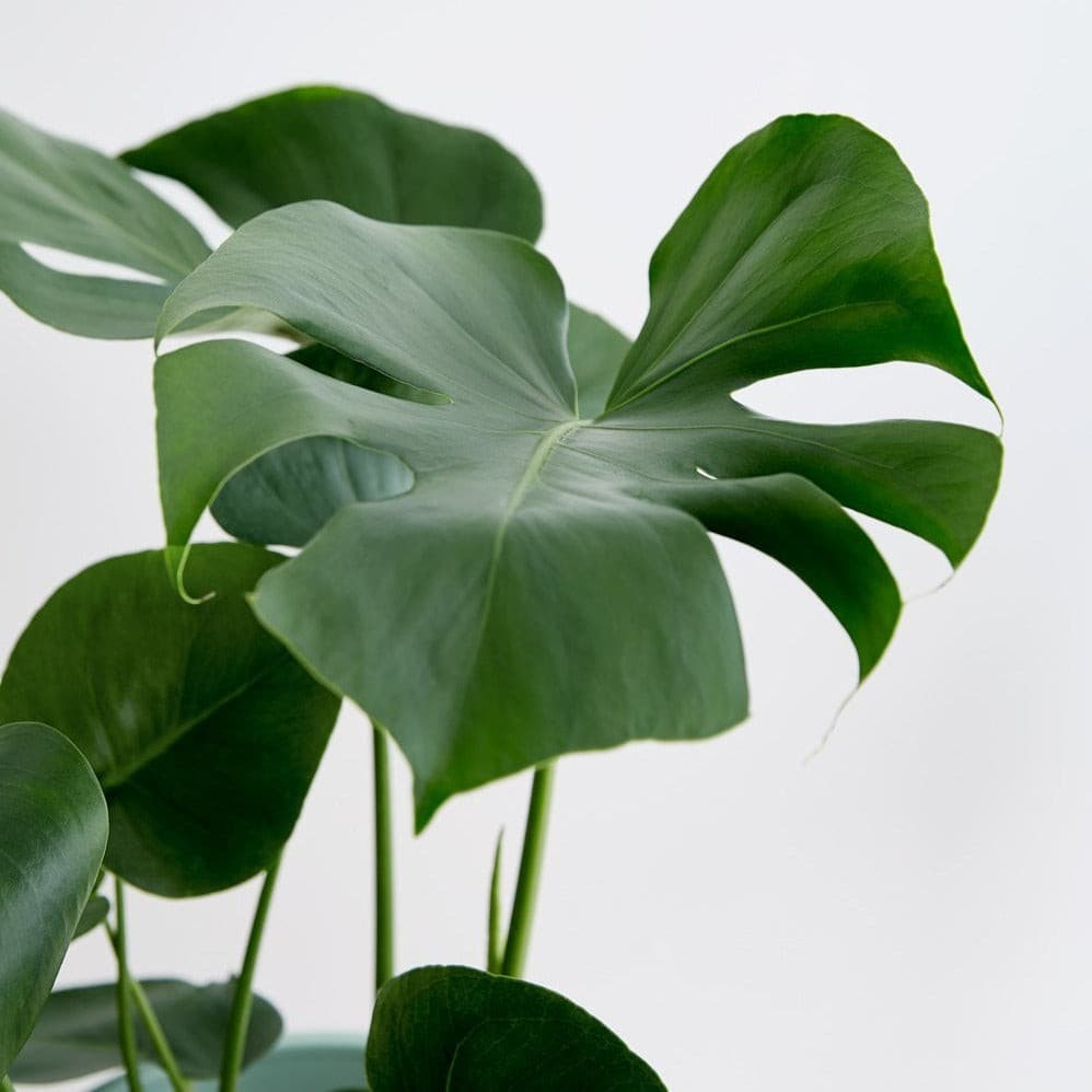 Monstera deliciosa - Fruit salad plant - Le Botanist